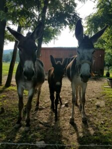 Jack, Jenny, Fiona