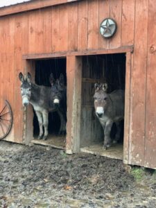 The Donkeys